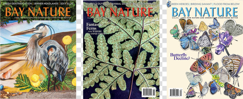 Three Bay Nature Issue Covers   Little Blue Heron  HD Png DownloadTransparent PNG