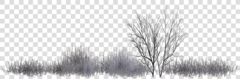 Snow   Shrub Black Png  Transparent PngTransparent PNG