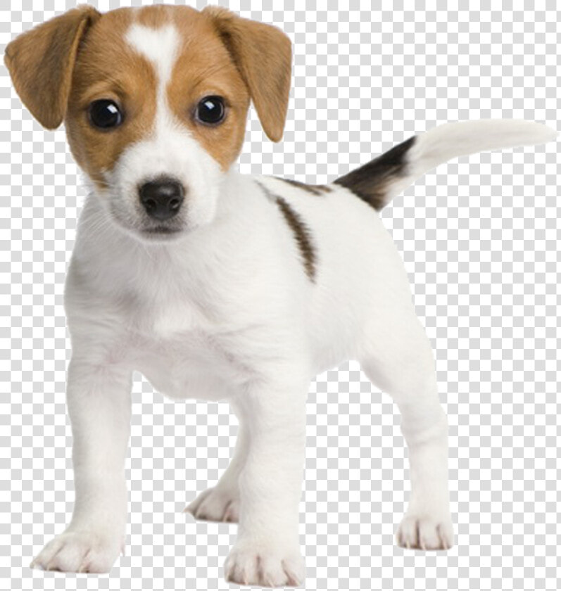 Chihuahua Russell Fox Miniature Rat Jack Bull Clipart   Jack Russell Terrier Puppy  HD Png DownloadTransparent PNG