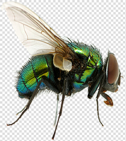 Fly   Fly Png  Transparent PngTransparent PNG