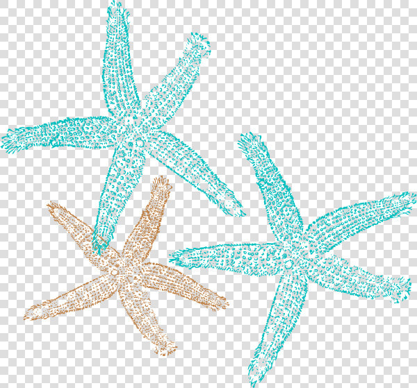 Png Starfish Vector   Free Starfish Clipart  Transparent PngTransparent PNG