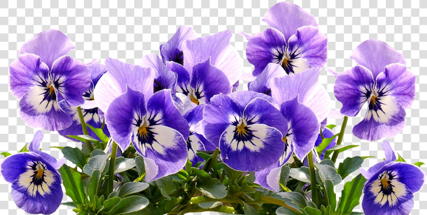 Spring Pansy Mother S Day Free Picture   Flower Purple Mothers Day  HD Png DownloadTransparent PNG