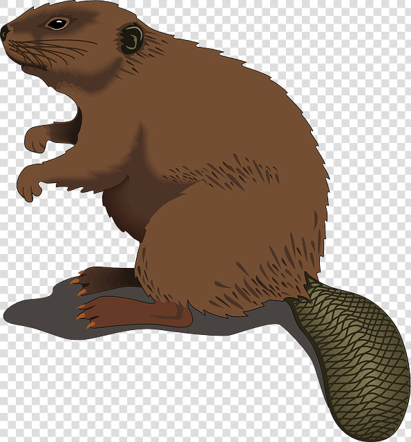 Beaver Standing Clip Art   Beaver Clip Art  HD Png DownloadTransparent PNG