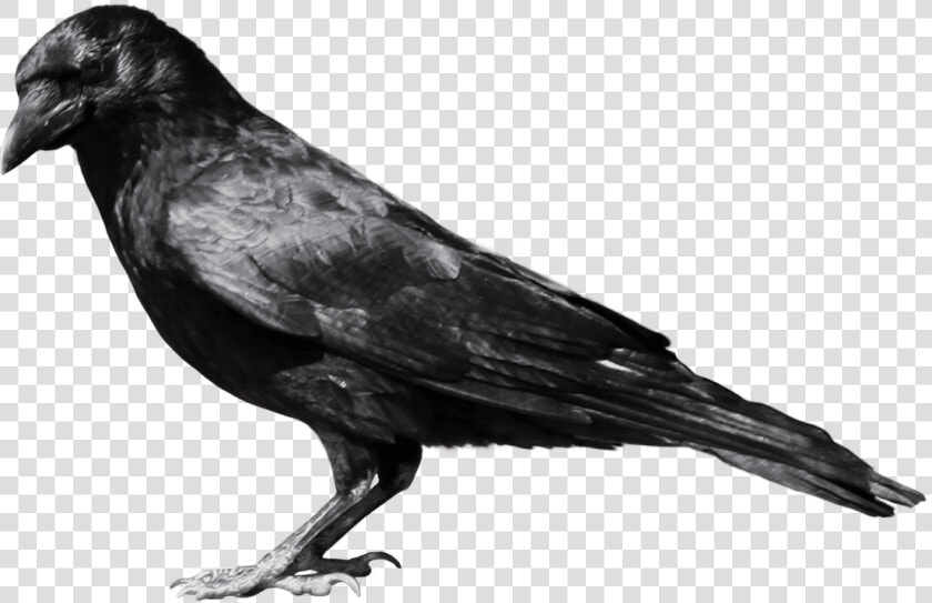 Black Crow Sideview   Crow Png  Transparent PngTransparent PNG