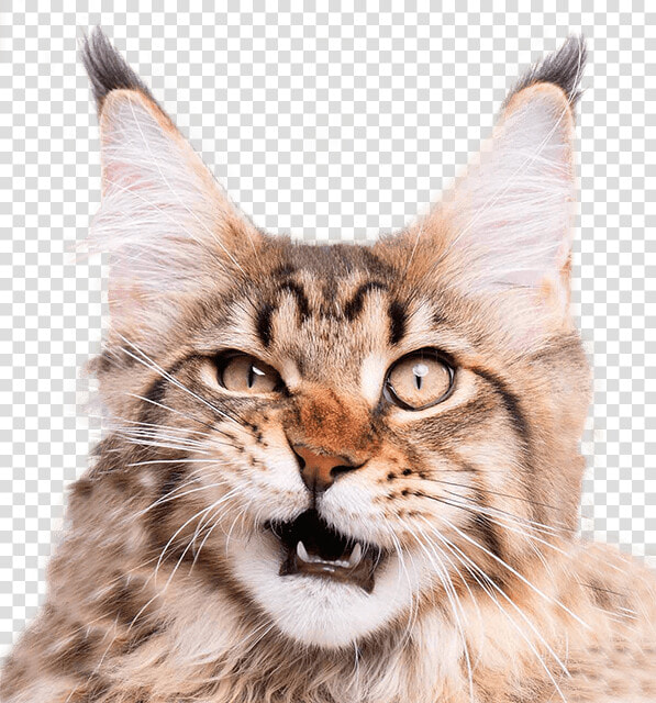 Happens If You Cut A Cat  39 s Whiskers  HD Png DownloadTransparent PNG