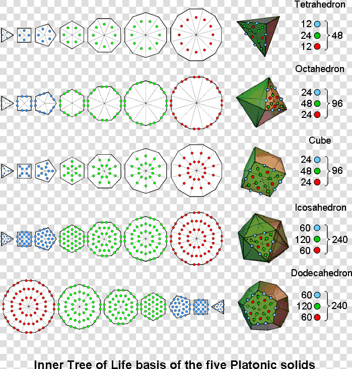 Inner Tree Of Life Basis Of The 5 Platonic Solids   Circle  HD Png DownloadTransparent PNG