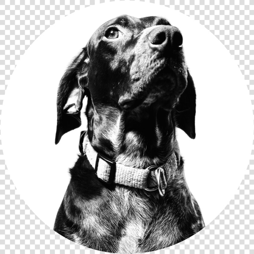 Dog   Pet Adoption Concept Dribbble  HD Png DownloadTransparent PNG