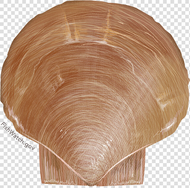 Sea Scallops   Atlantic Sea Scallop  HD Png DownloadTransparent PNG