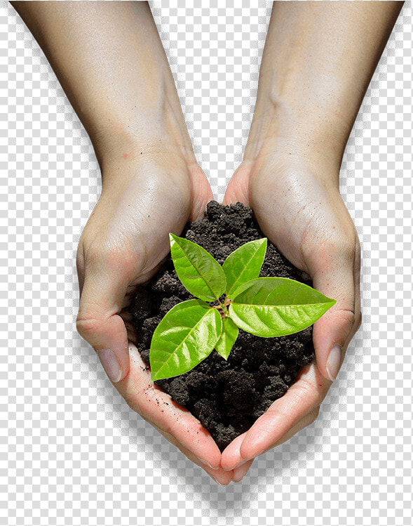 Hands Holding A Seedling   Houseplant  HD Png DownloadTransparent PNG