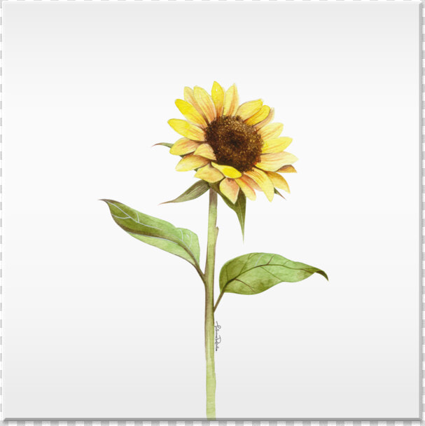 Clip Art Girassol Aquarela   Sunflower  HD Png DownloadTransparent PNG