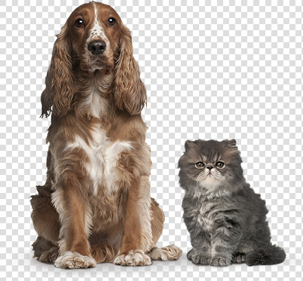 Gail S Happy Pets logo Facebook Dog And Cat   Brown American Cocker Spaniel  HD Png DownloadTransparent PNG