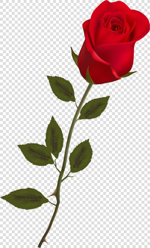 Single Long Stem Red Rose  HD Png DownloadTransparent PNG