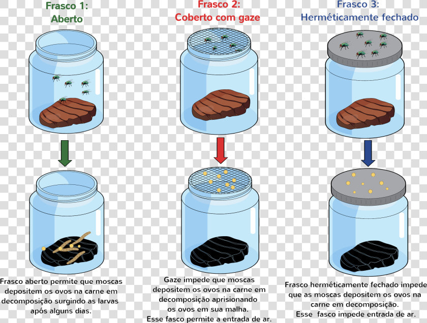 Experimento De Redi   Experimento De Redi Moscas  HD Png DownloadTransparent PNG