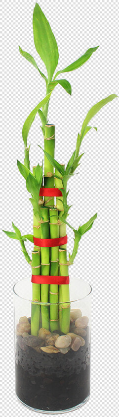 Feng Shui Bamboo Indoor Plant Data Rimg Lazy   Houseplant  HD Png DownloadTransparent PNG