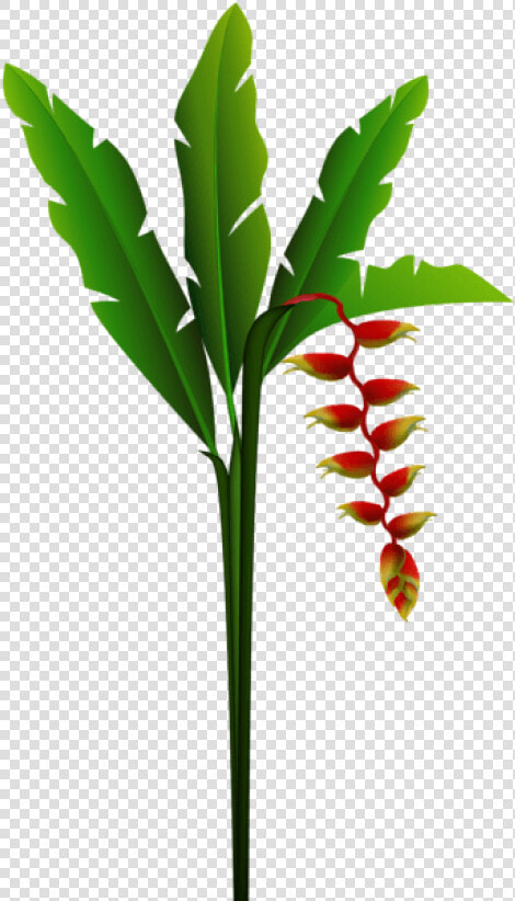 Tropical Plant Png   Red Tropical Flower Clip Art  Transparent PngTransparent PNG