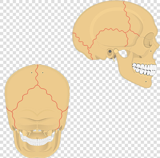 Sutures Of The Skull Unlabeled  HD Png DownloadTransparent PNG