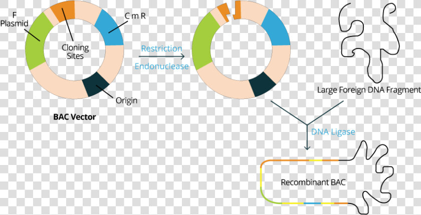 Bacterial Artificial Chromosome Vector Bac  HD Png DownloadTransparent PNG