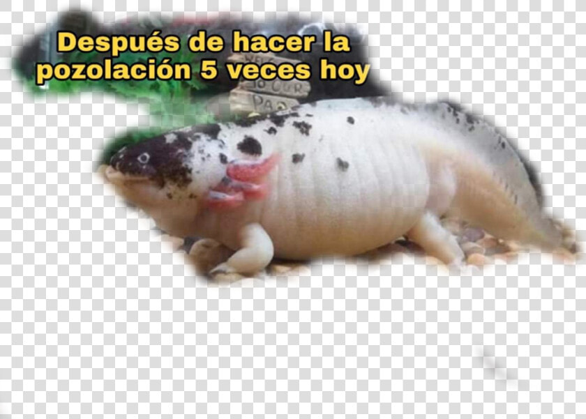  fat  axolotl   Smooth Newt  HD Png DownloadTransparent PNG