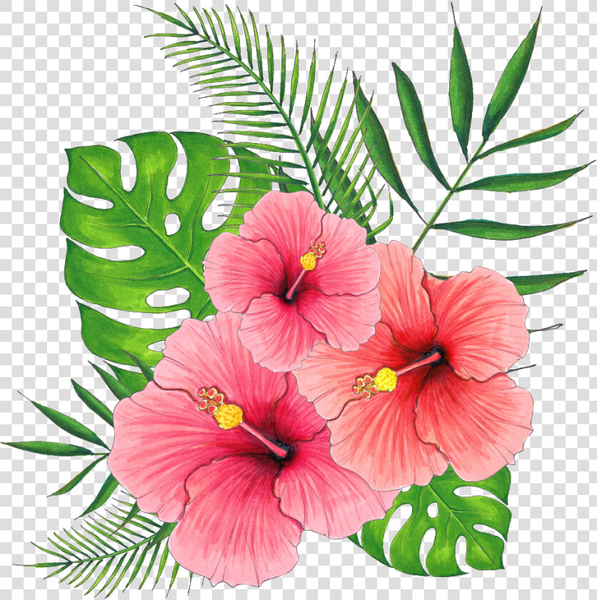 Hand Painted Summer Hibiscus Flower Png Transparent   Hibiscus Flower Transparent Background  Png DownloadTransparent PNG