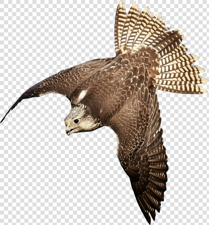 Eagle wildlife buzzard   Bird Of Prey Transparent  HD Png DownloadTransparent PNG