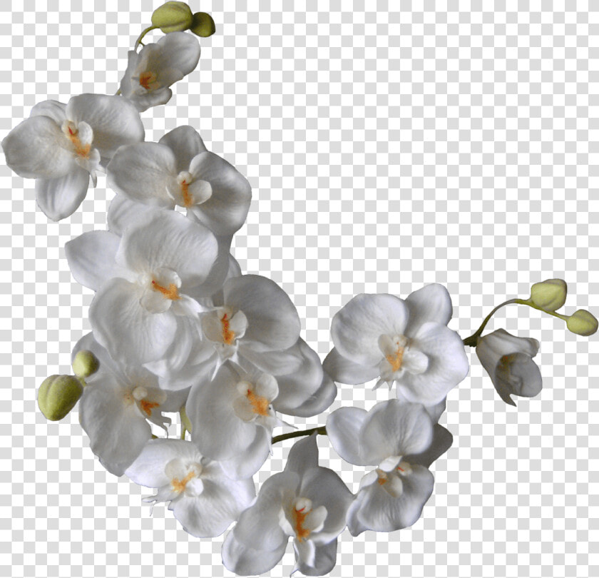 White Orchids On A Branch   Png White Flowers Background  Transparent PngTransparent PNG