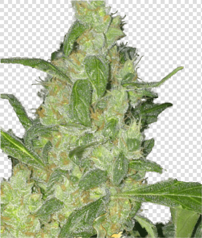 Turing Auto Feminised Seeds Title Turing Auto Feminised   Autoflowering Cannabis  HD Png DownloadTransparent PNG