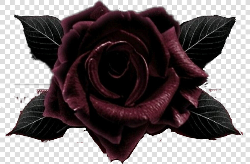  blackrose   Garden Roses  HD Png DownloadTransparent PNG