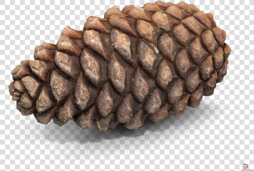 Sugar Pine red Pine lodgepole Pine jack Pine sitka   Pine Cone 3d Model Free  HD Png DownloadTransparent PNG