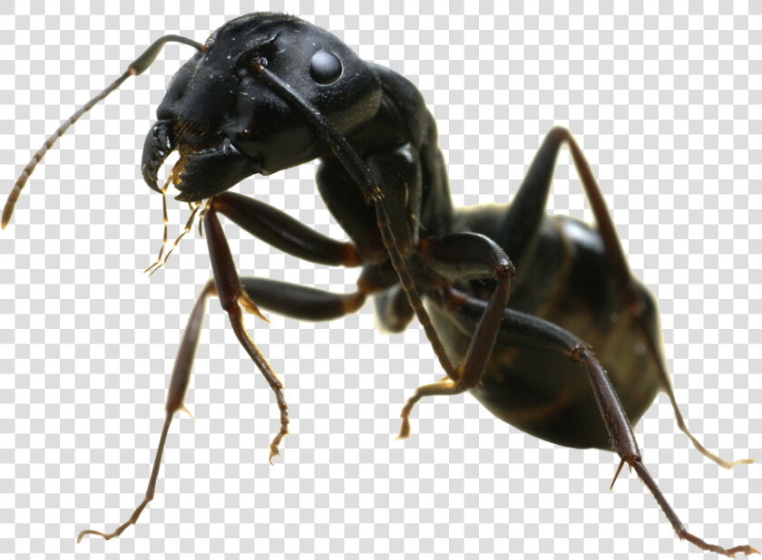 Ant Free Png Image   Black Garden Ant  Transparent PngTransparent PNG