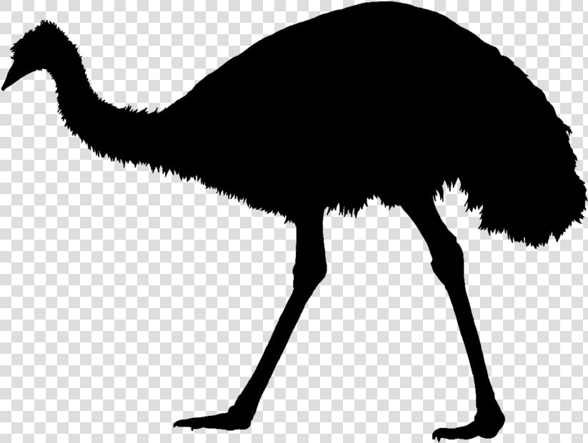 Common Ostrich Emu War Silhouette Bird   Transparent Emu Silhouette  HD Png DownloadTransparent PNG