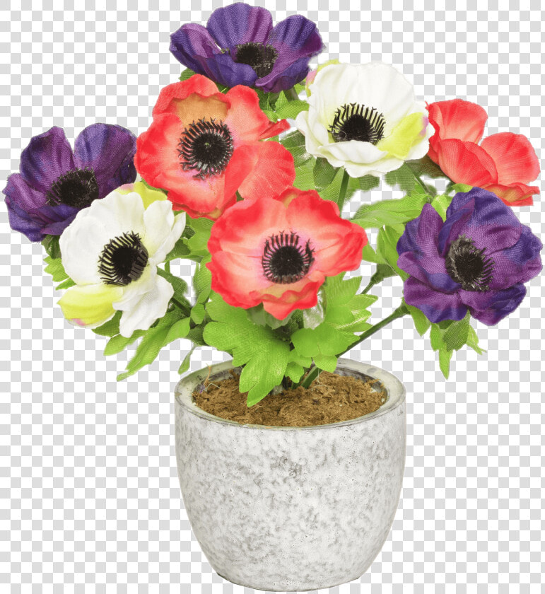 Colourful Anemones In A Pot   Portable Network Graphics  HD Png DownloadTransparent PNG