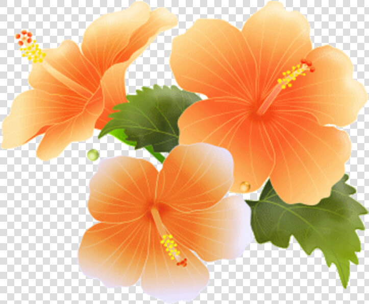  hibiscus  bloom  frame  flower  border  flowers  white   Clipart Orange Flowers Border  HD Png DownloadTransparent PNG