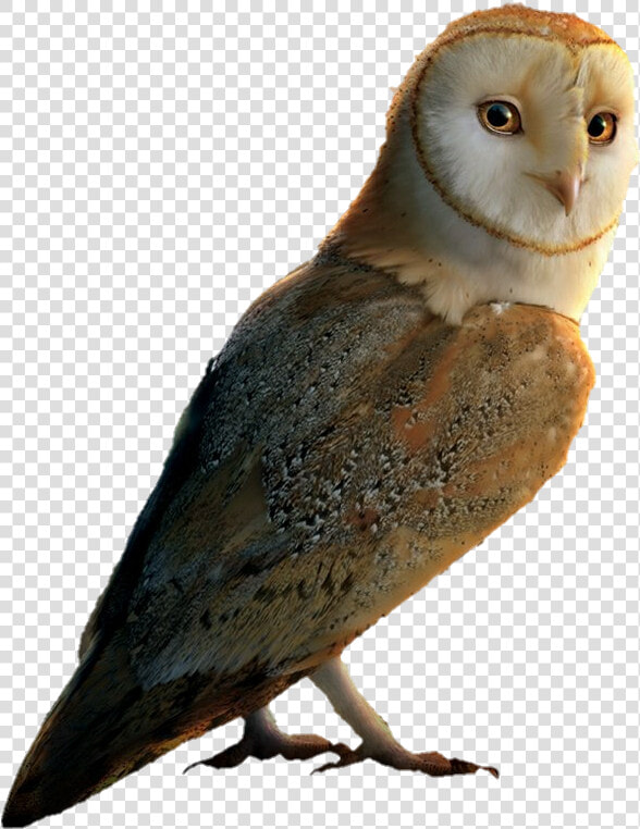 Legend Of The Guardians  The Owls Of Ga  39 hoole  HD Png DownloadTransparent PNG