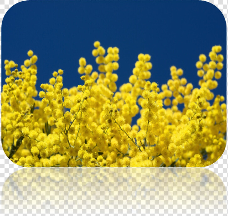 Acacia Dealbata  HD Png DownloadTransparent PNG