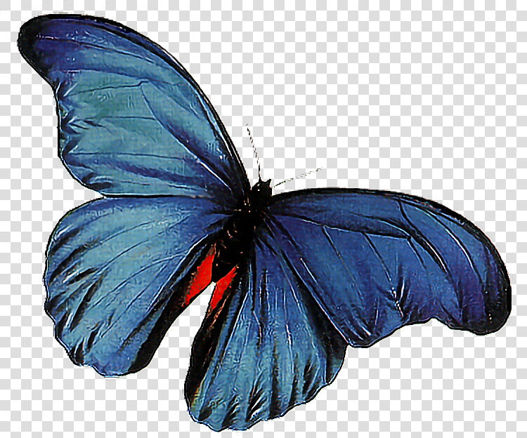 Butterfly Png Download   Animations Butterfly Animated Gif  Transparent PngTransparent PNG