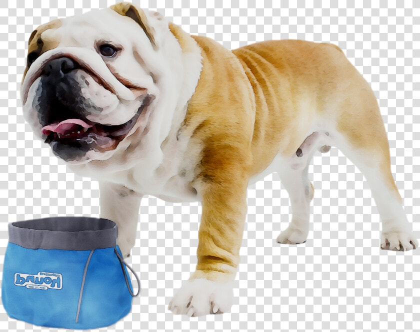 Toy Old Bulldog Bulldogge Olde English White Clipart   Bulldog Ingles X Frances  HD Png DownloadTransparent PNG