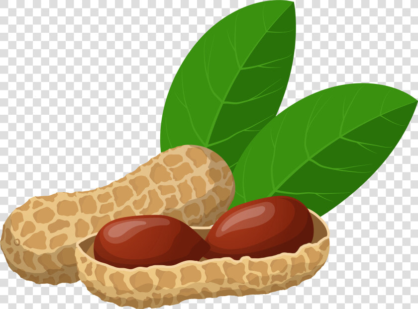 Peanuts Png Clip Art   Transparent Background Groundnut Clipart  Png DownloadTransparent PNG