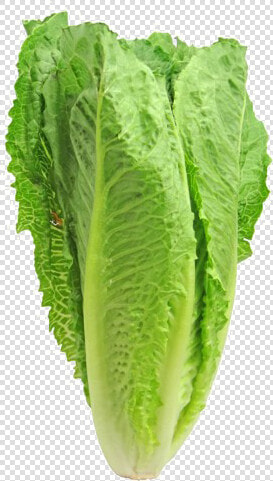 Romaine Lettuce Png Pic   Romaine Lettuce  Transparent PngTransparent PNG