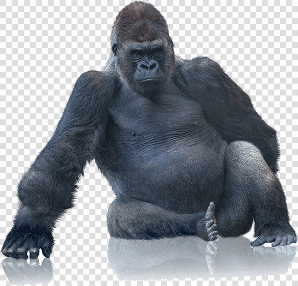 Tough Gorilla Boxes With Our Bubble Wrap   King Kong No Background  HD Png DownloadTransparent PNG