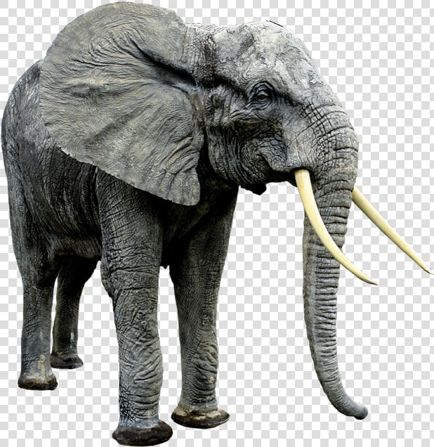 African Animals Png   Big Animal And Small Animal  Transparent PngTransparent PNG