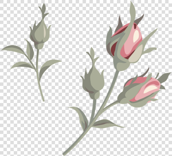 Роза  Цветок Розы  Красная Роза  Бутон Розы  Цветы    Common Peony  HD Png DownloadTransparent PNG