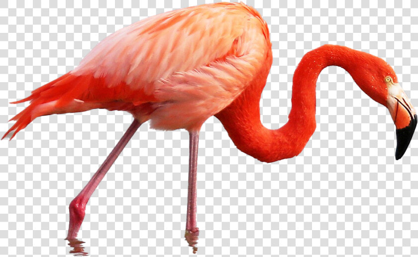 Roseate Spoonbill Vs Pink Flamingo  HD Png DownloadTransparent PNG