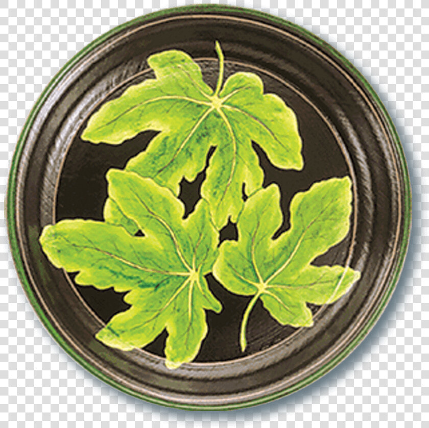 Tol 48 Fig Leaf  HD Png DownloadTransparent PNG