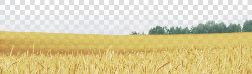 Wheat Field Png   Field  Transparent PngTransparent PNG