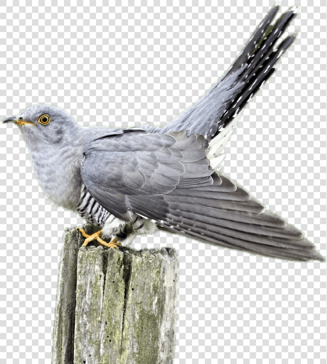 Cuckoo On A Wooden Pole   Cuckoo Png  Transparent PngTransparent PNG