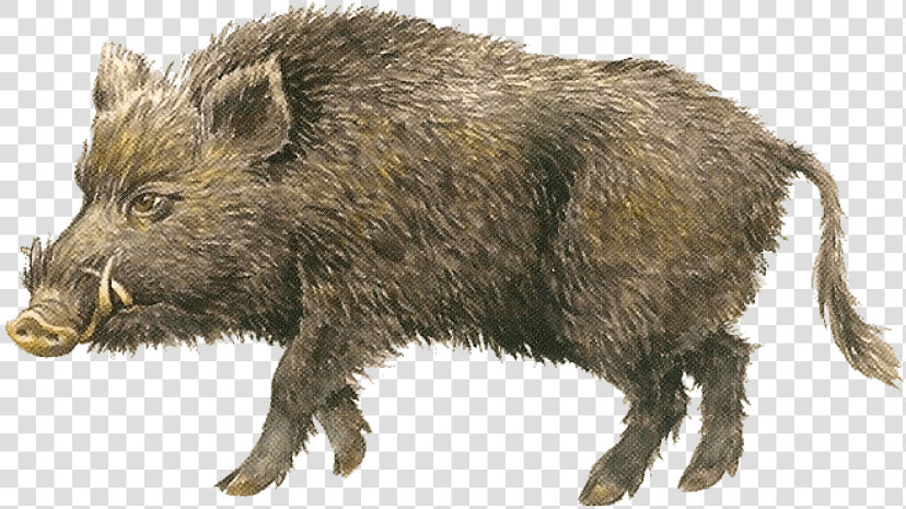 Boar Png  Transparent PngTransparent PNG