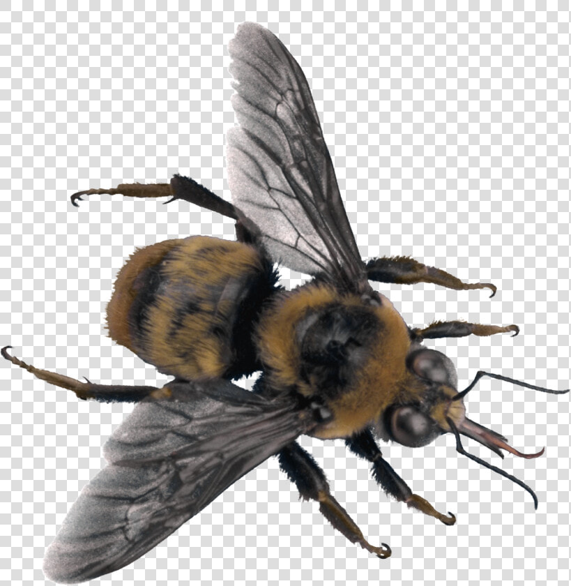 Best Free Bee Png Picture   Sweat Bee Transparent Background  Png DownloadTransparent PNG