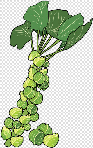 Brussels Sprouts Clipart  HD Png DownloadTransparent PNG