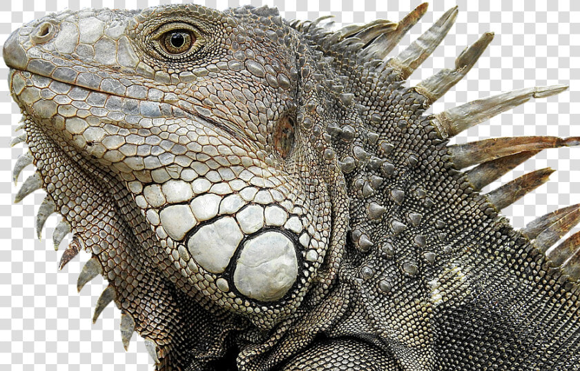 Iguana  Portrait  Profile  Close Up  Reptile   Reptile Profile  HD Png DownloadTransparent PNG