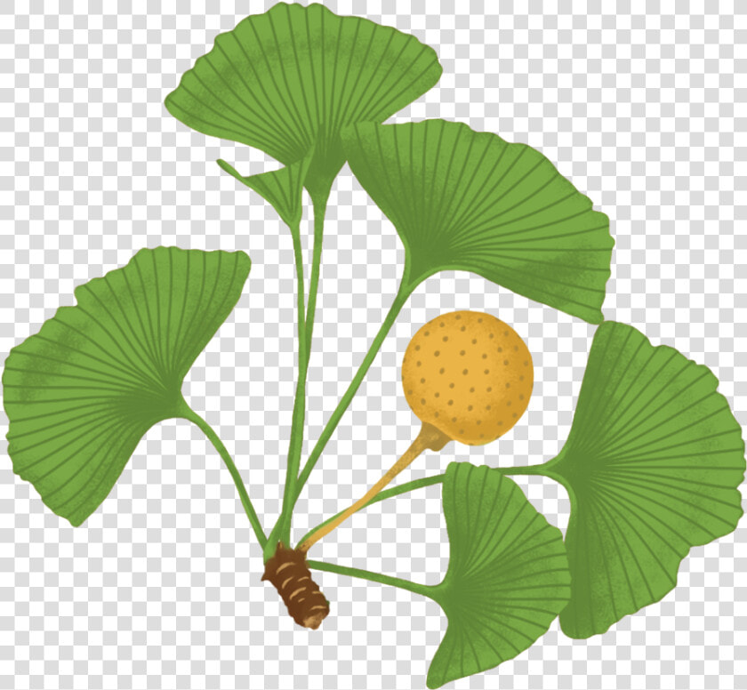 Ginkgo Biloba Scitec Nutrition  HD Png DownloadTransparent PNG